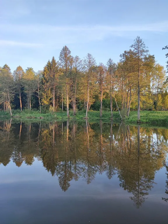 Новый стильный дом в окружении леса