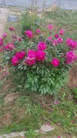 Собственник квартир..