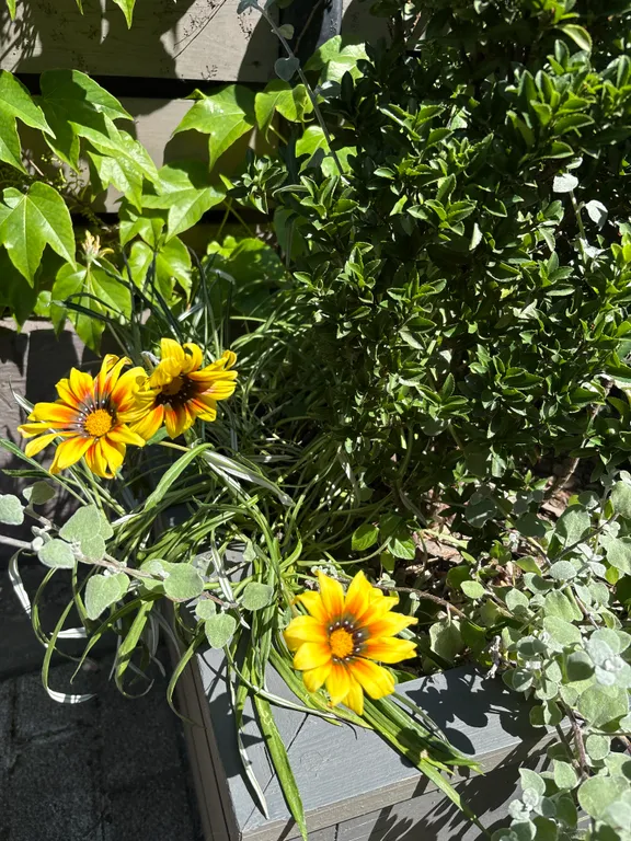 Квартира Квартира Делюкс, собственная терраса/балкон, полная комплектация — Сириус