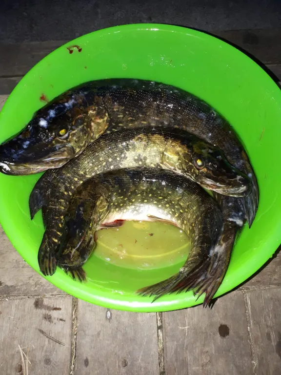 Гостевой дом Лесовик