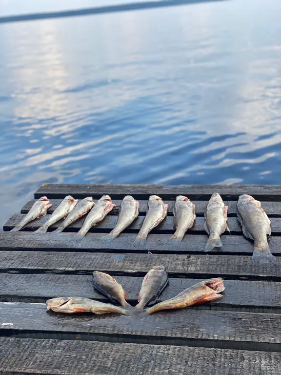 Дом прямо на берегу Беломоро-Балтийского канала "Дикая клюква"