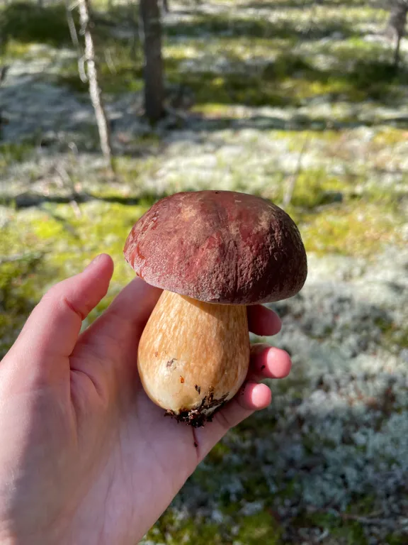 Коттедж Коттедж в Карелии с тремя спальнями — Нурмойла