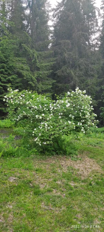 Домик на поляне