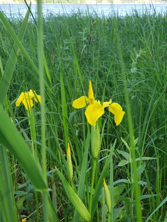 На Ладоге Брусничный