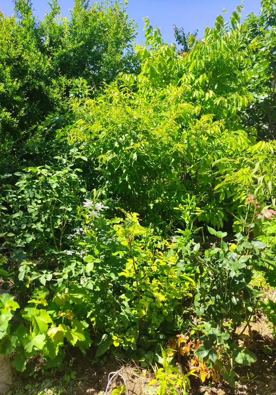 Частный дом