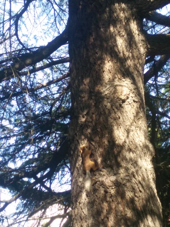 Дом в парковой зоне