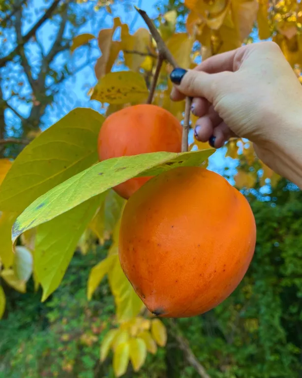 Семейная квартира с видом на горы