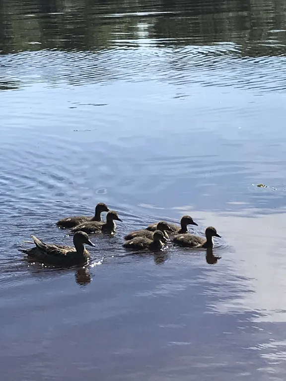 Коттедж Дом на берегу реки Волхов — Волхов