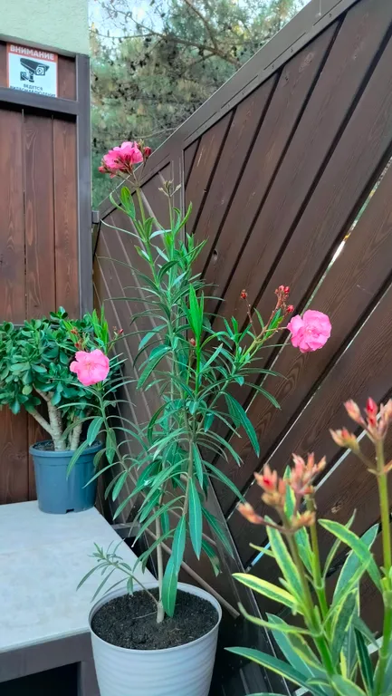 Большой дом с 5 изолированными комнатами в центре