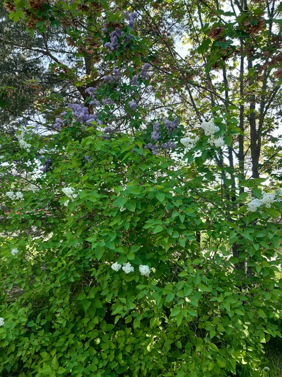 Дачный домик с Банькой в Карелии