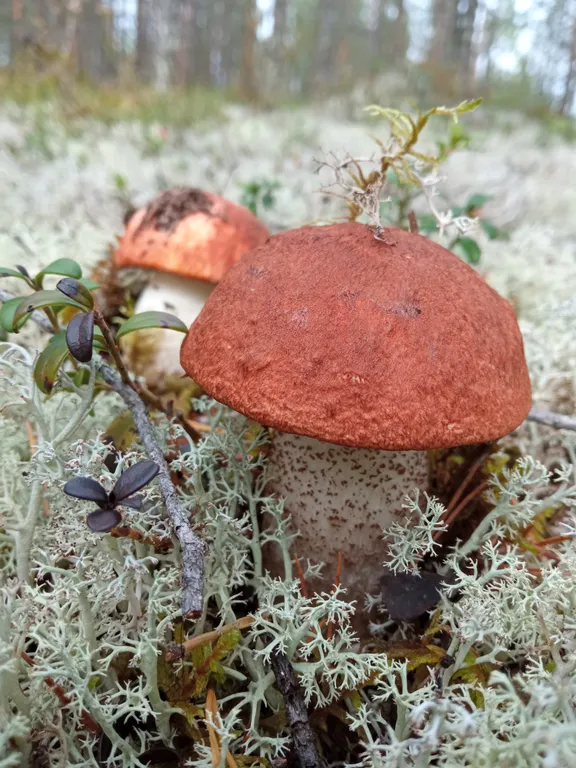 В гостях у сказки