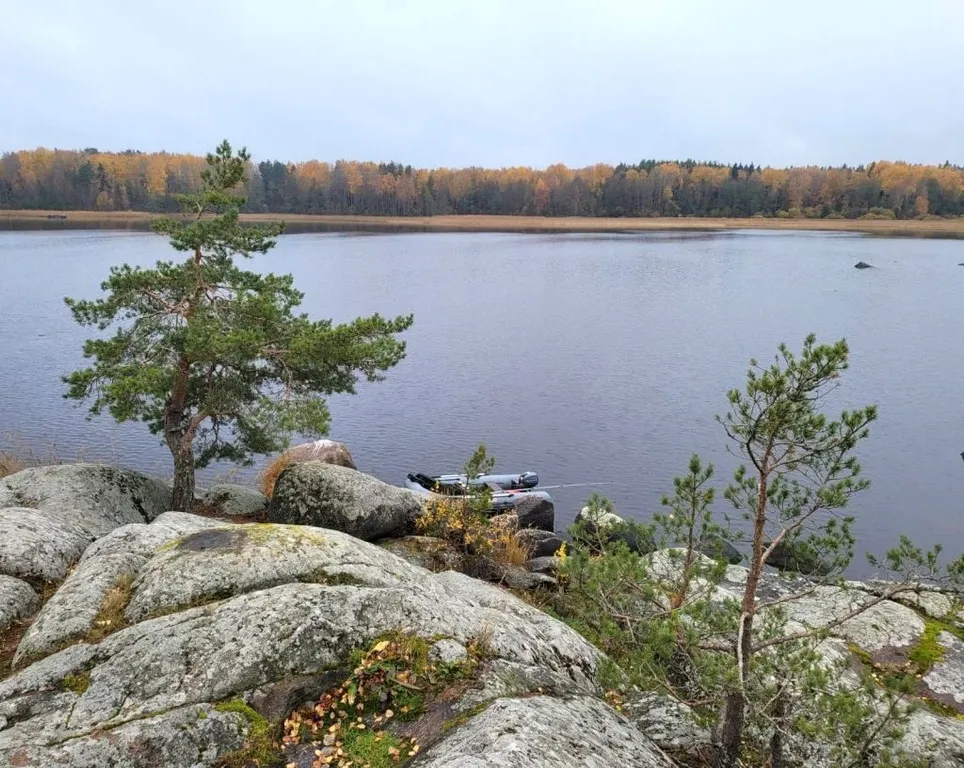 Дом с видом на лес