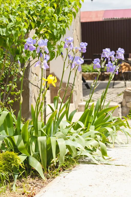 Дом Ленивый Дельфин