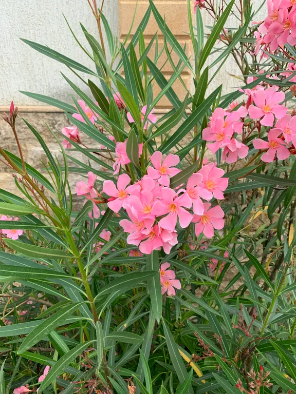 Студия с верандой и бассейном на территории комплекса