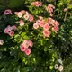 STALINA