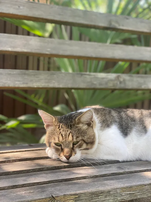 Коттедж Комфортные летние домики на море — Сухум