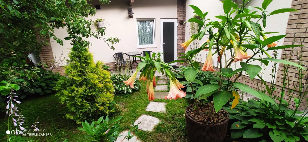 Студия в тенистом саду