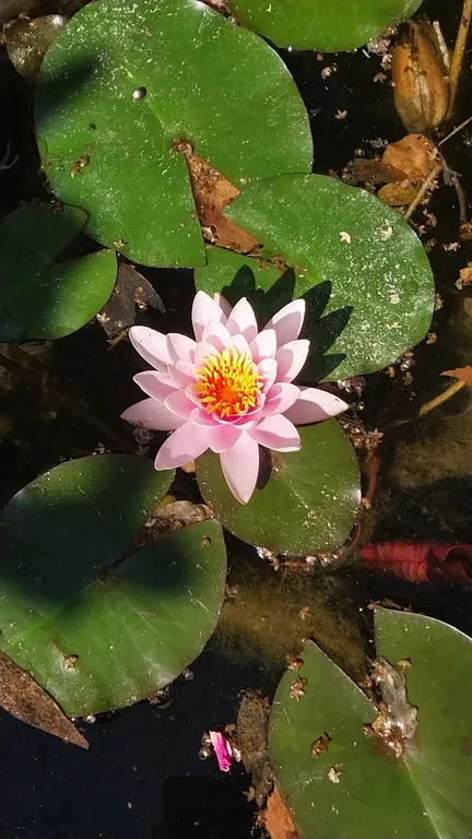 Домик Персиковая поляна