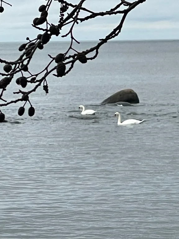 Дом у Финского залива