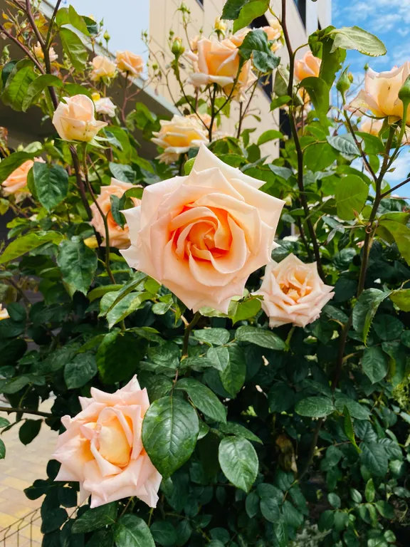 Уютная квартира с видом на море всего в нескольких шагах от пляжа