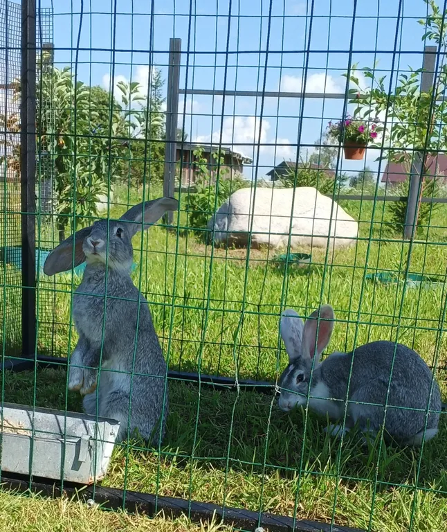 Коттедж Домик в деревне "в гостях у Молли" — Волосово