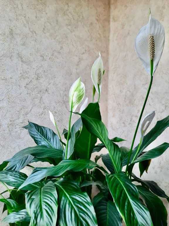 Уютная квартира в центре города, исходная точка всех туров по Дагестану