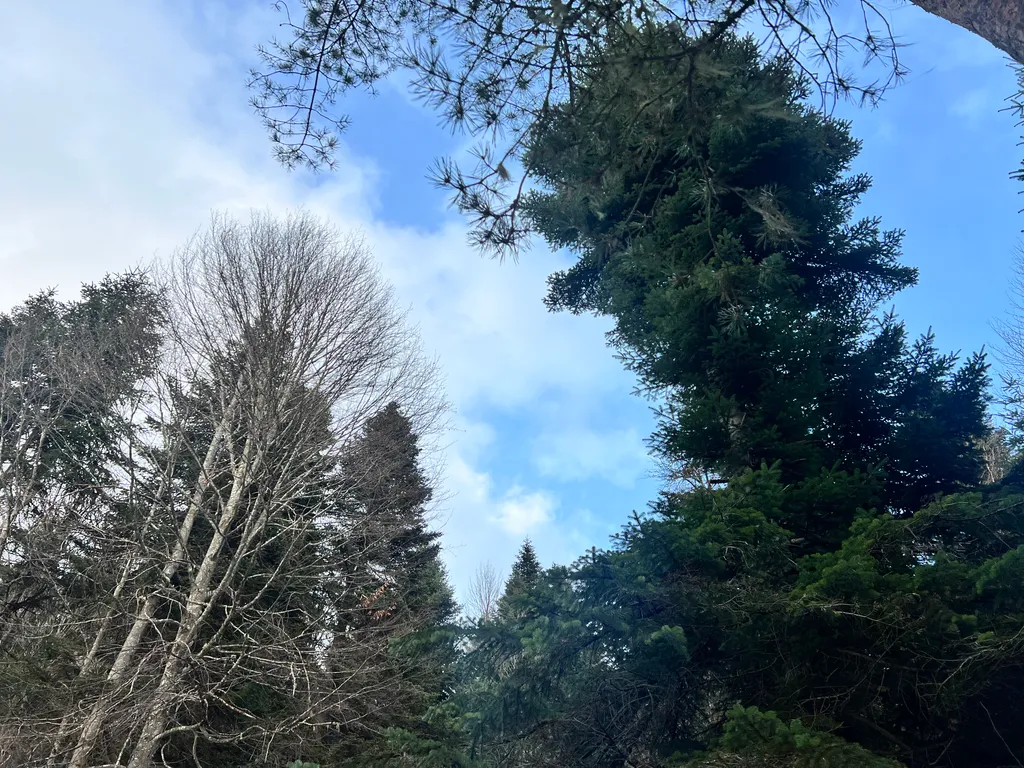 Горы, лес и уют — ваш отдых в Архызе начинается здесь