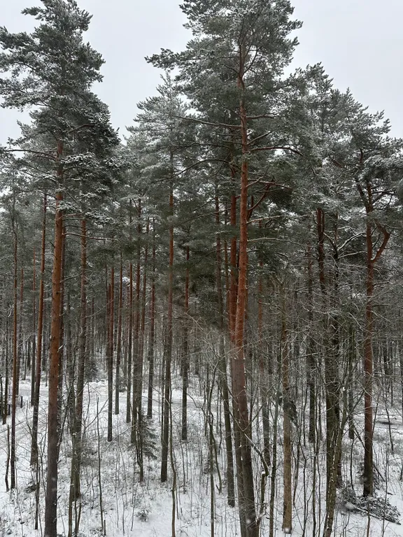 Студия в курортном районе