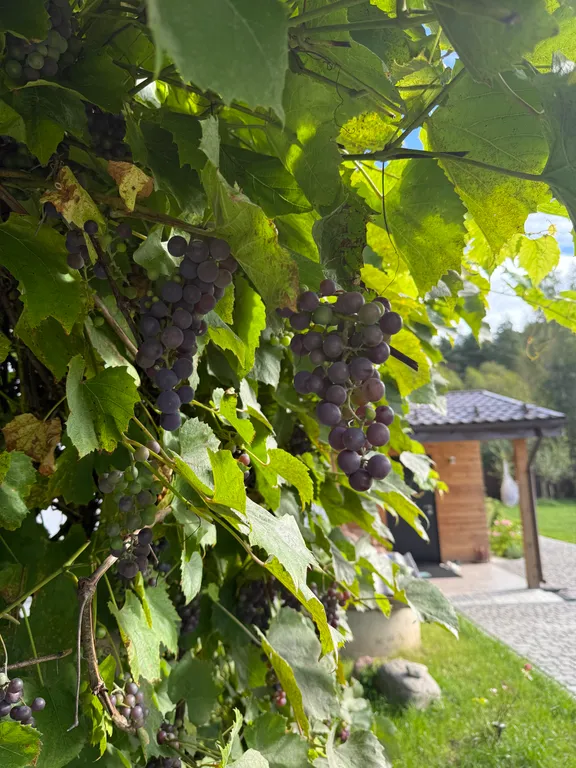 Уютная дача у леса