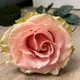 Маргарита