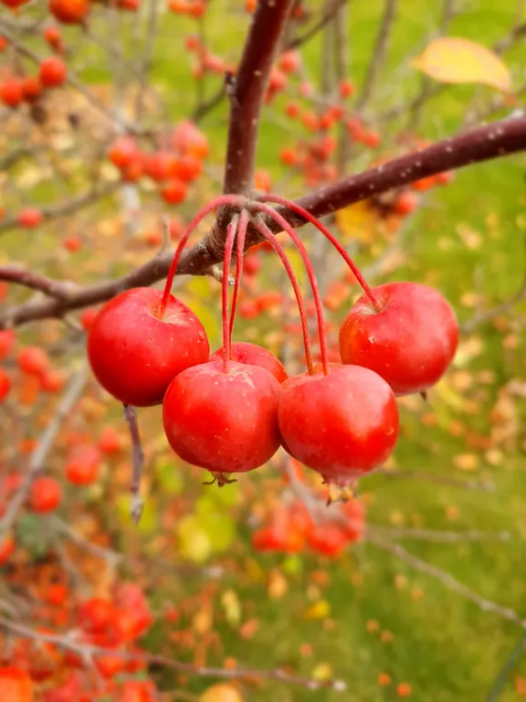 Коттедж FLIGELMUZ (Загородный Музыкальный Флигель). — Северская