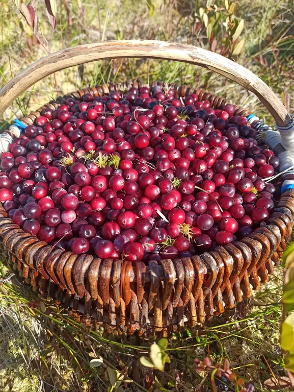 Коттедж Дом с видом на озеро — Крошнозеро