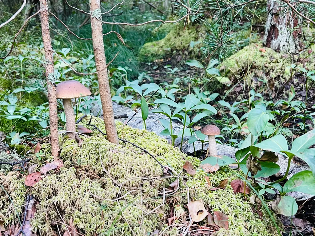 Коттедж Ладога Life — Коккорево