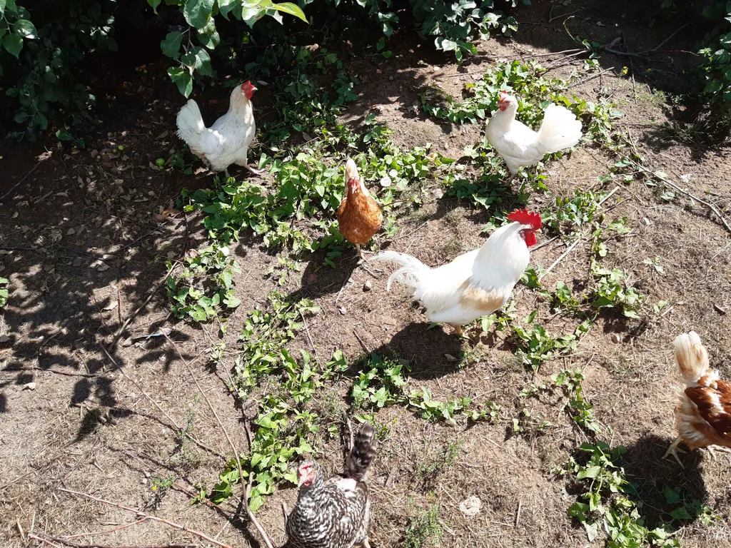 Дом в деревне