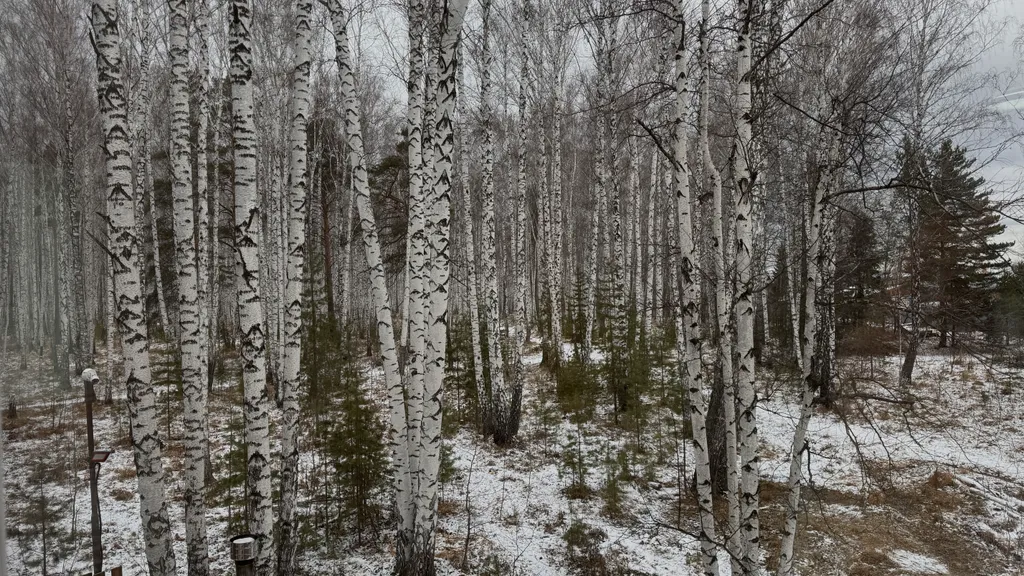 Дом Тихий Бор в березовом лесу