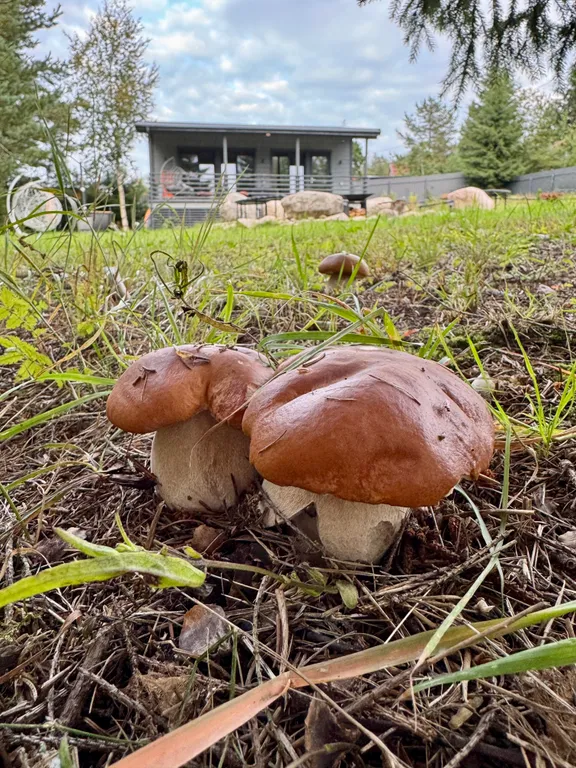 Коттедж вблизи Игоры с банным чаном