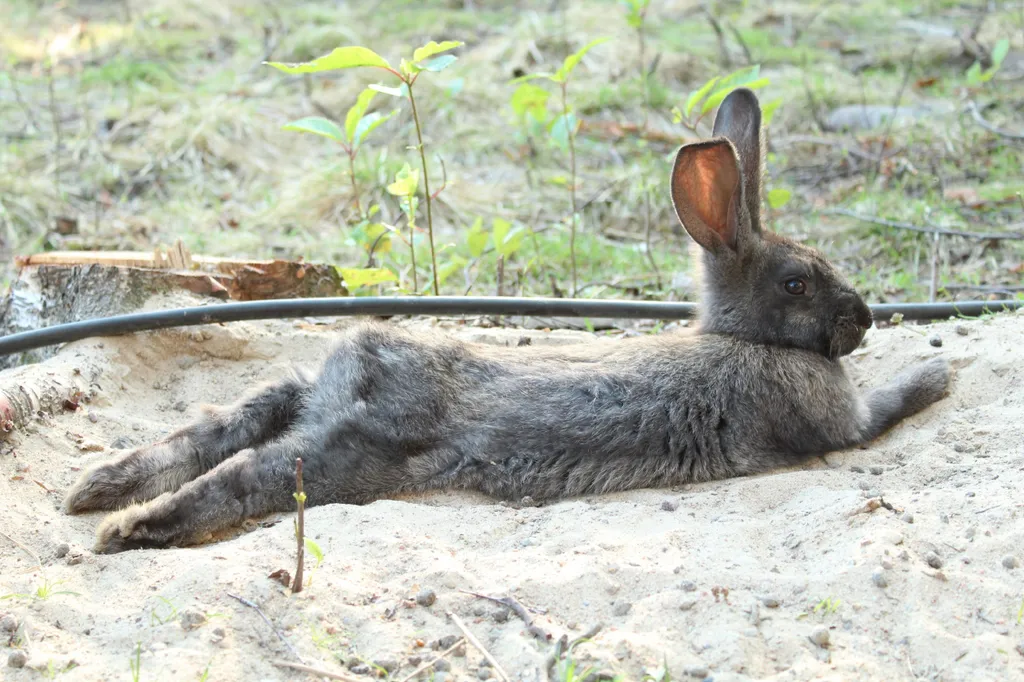 Уютный домик №4 в лесу