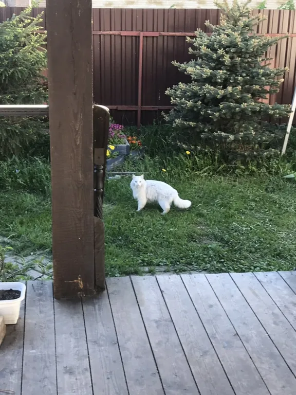 Дом Семен Семеныч