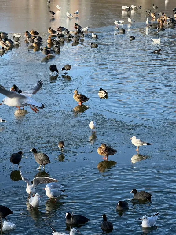 Квартира Двухкомнатная квартира у озера в центре Краснодара — Краснодар