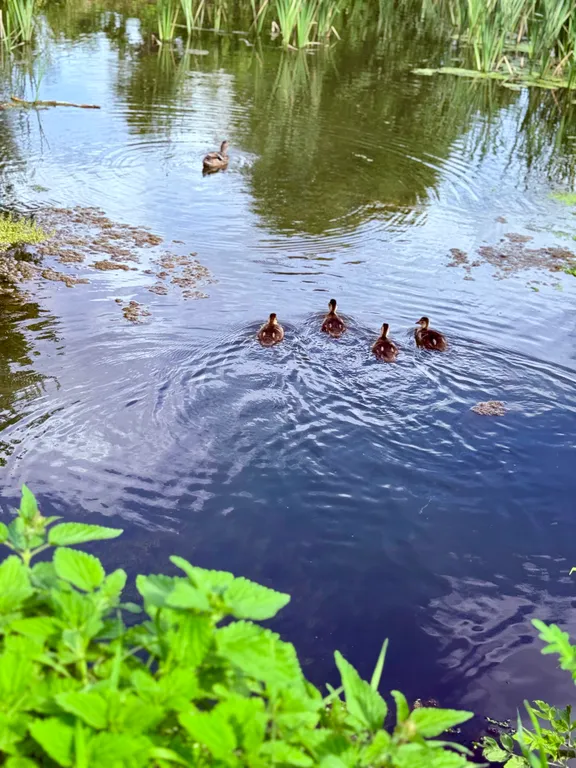 Дом с баней на дровах