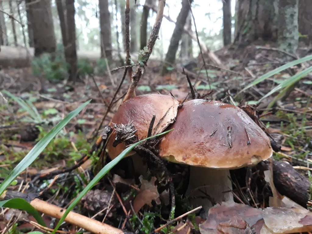 Гостевой дом у озера в лесу маркова заимка