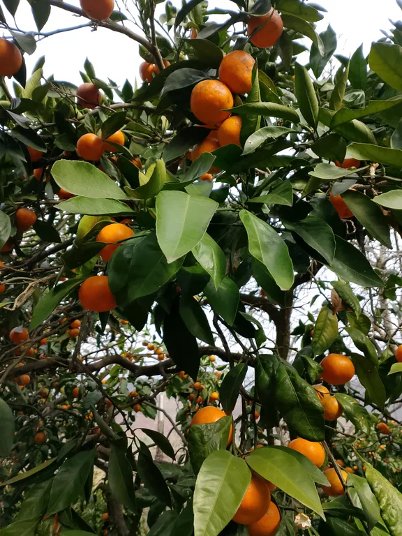 Эко домик в центре Гагры