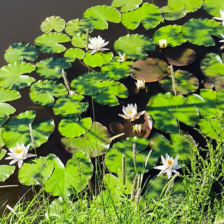 Агроусадьба Панский Вал