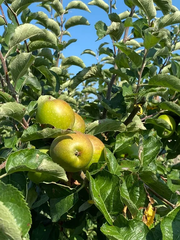 Трехместный стандарт