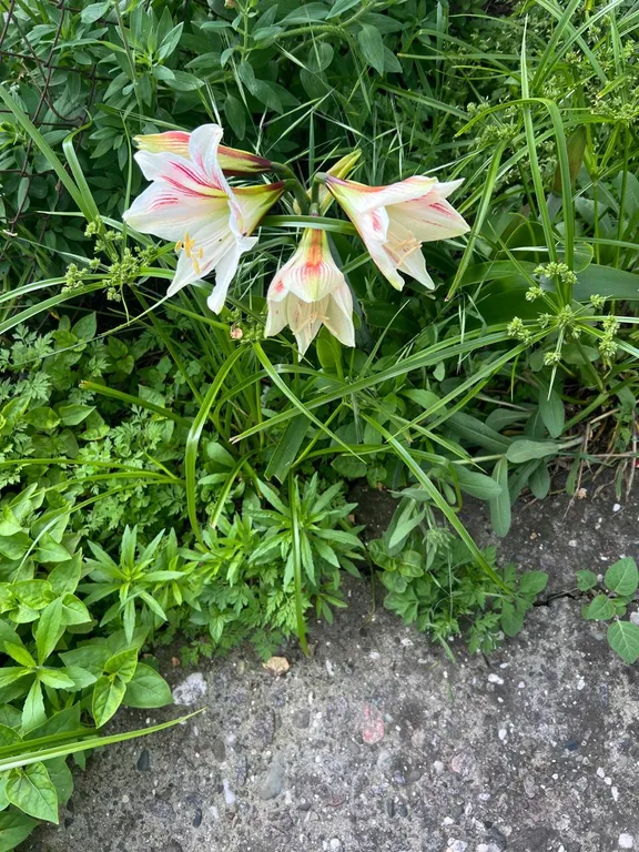 Комната прям у моря