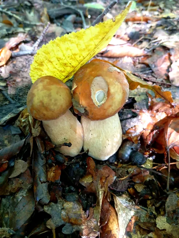 Эко-дом с видом на лес и горы