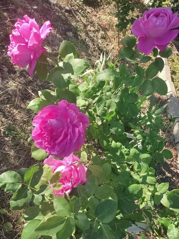 Коттедж 1-комнатный Дом — Ейск