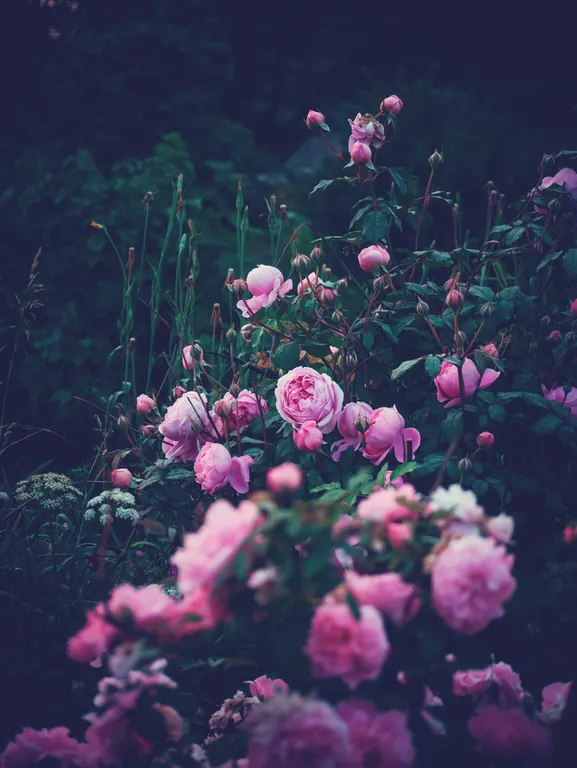 Три Галки Дом в саду