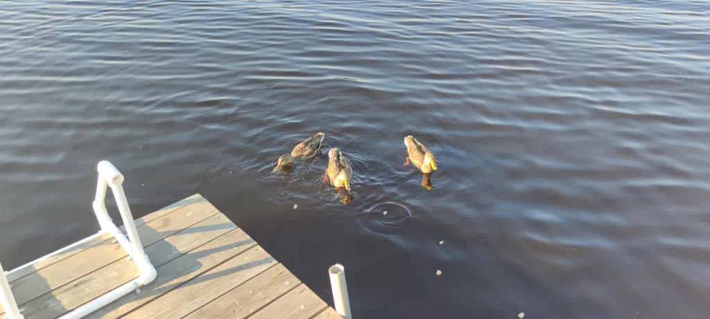 Коттедж Дом на берегу реки — Сясьстрой