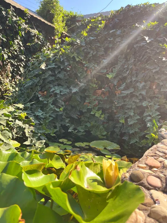 Аппартаменты на Черном море с выходом в Карликовую рощу